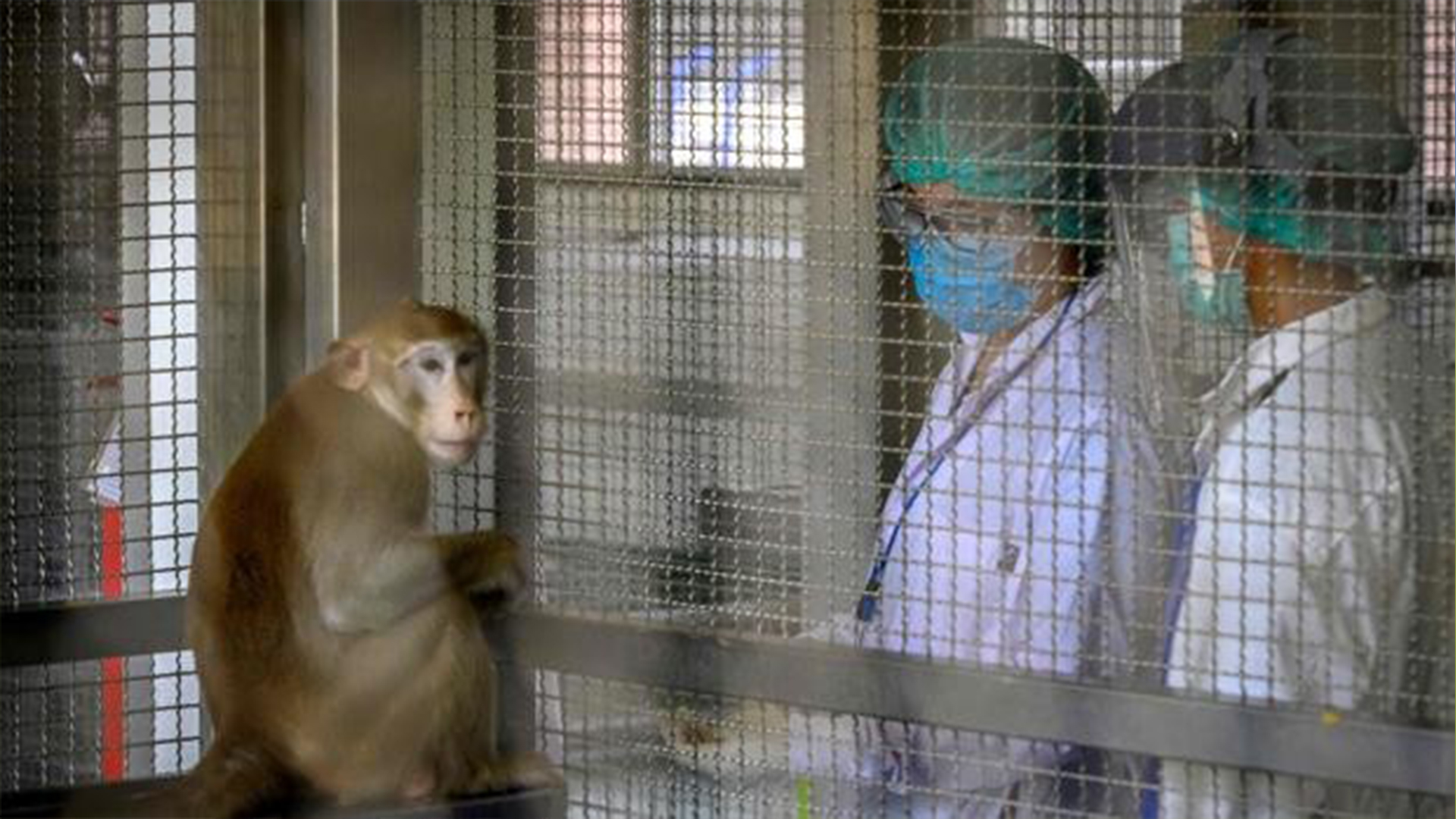 Perú se declara en alerta por viruela del mono, detectada en Estados Unidos y Europa
