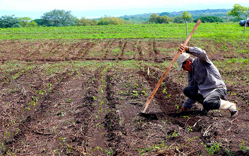 Ciclo agrícola 2022 inicia sin mayores contratiempos en Nicaragua