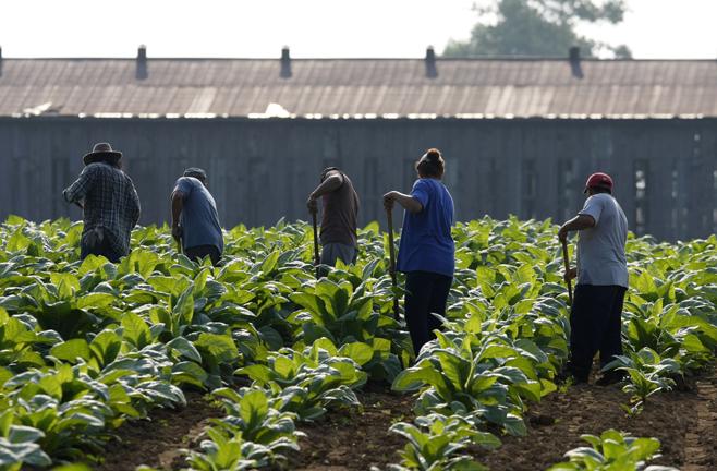 Trabajadores agrícolas salvadoreños serán beneficiados con visas de trabajo en EE.UU