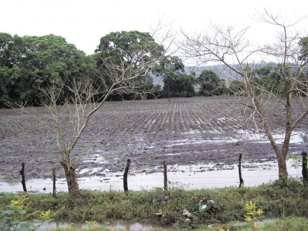 Lluvias y vientos podrían generar afectaciones menores en cultivos