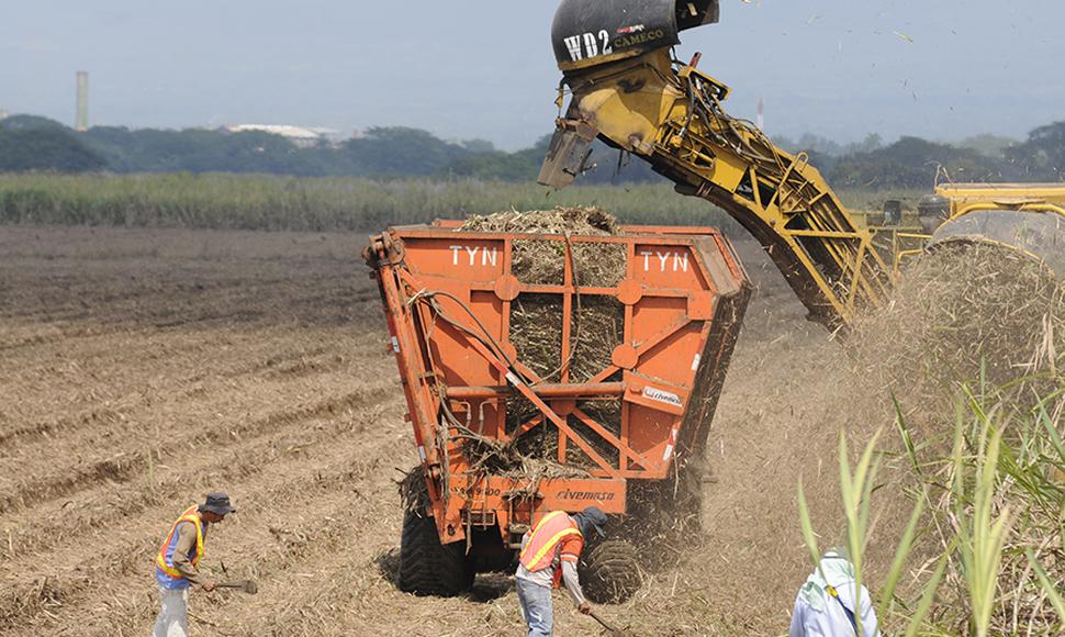 Zafra 2021-2021 alcanza niveles altísimos en los últimos años con 17.7 millones de quintales