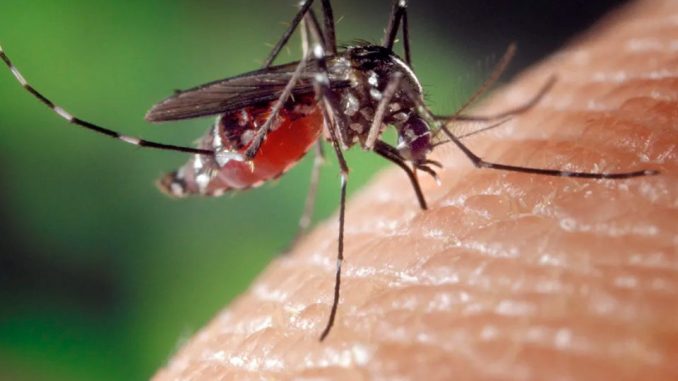 OMS confirma brote de fiebre amarilla en Venezuela